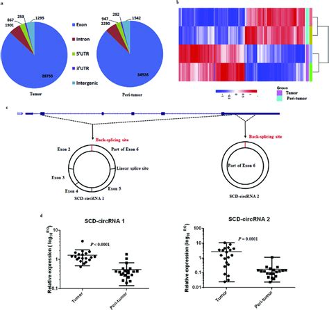 Differential Expression Of Circrnas In Paired Hcc And Adjacent