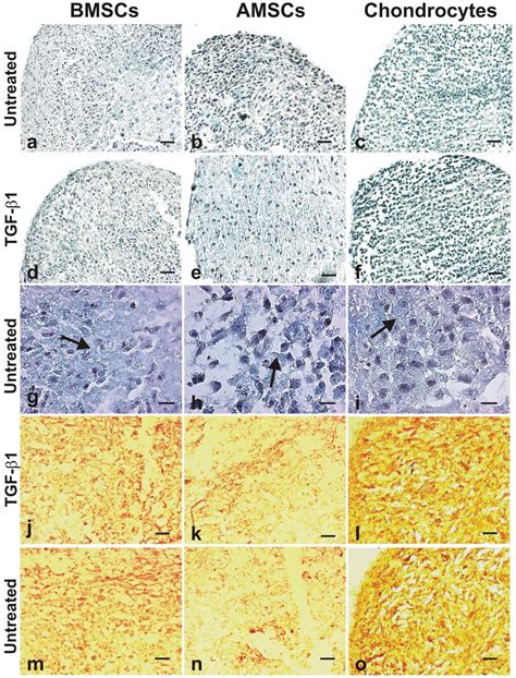 The Histology Of Bmscs Amscs And Chondrocytes Cultured In A Pellet