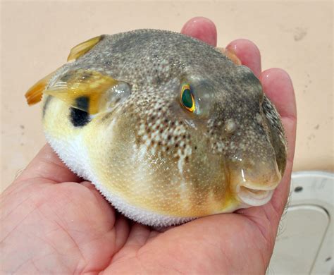 Puffer Fish Before And After