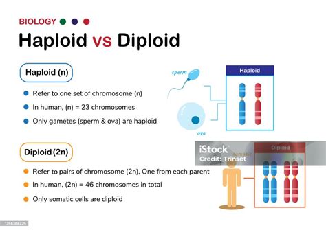 Ilustración De Diagrama De Biología Que Explica La Diferencia Entre Haploide Y Diploide Y Más