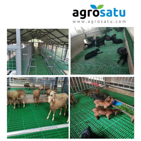 Jual Slat Plastik Alas Lantai Kandang Modern Ternak Kambing Domba Babi