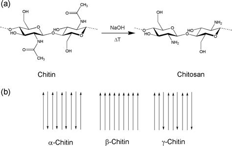 Current State Of Chitin Purification And Chitosan Production From