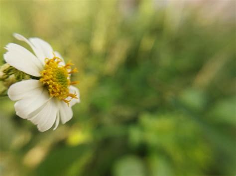 Beautiful white flower on blurred background. Natural beauty. 22723430 Stock Photo at Vecteezy