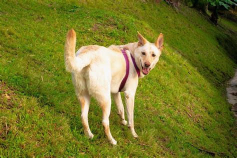 Blonde German Shepherd Everything You Need To Know