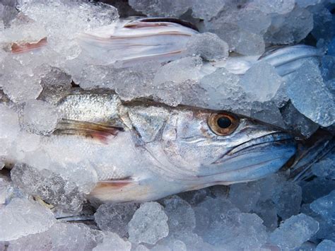 Cara Tepat Simpan Ikan Di Kulkas Selalu Segar Dan Tak Berbau