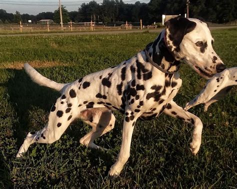 Dalmatian Racing Dogs Dog Breeds Working Dogs