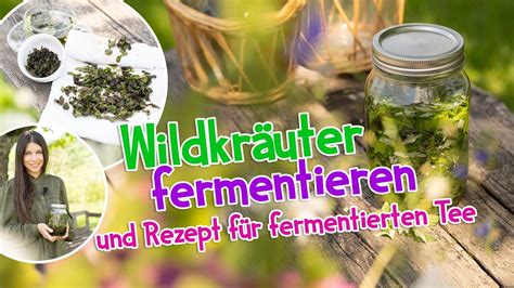 Wildkr Uter Fermentieren Fermentierter Tee Wildkr Uter Kr Uter