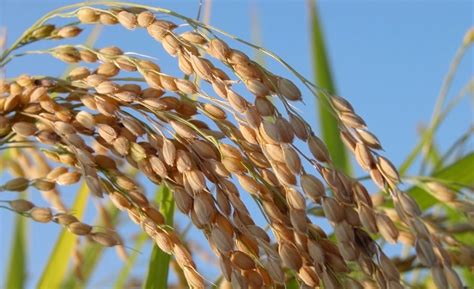 ¿cómo Se Cultiva La Planta De Arroz Enterate Delicias