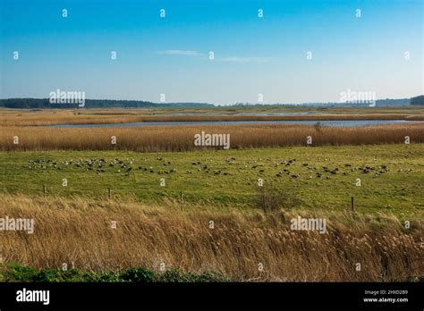 Wetland Marshes Holkham National Nature Reserve Stock Photo Alamy