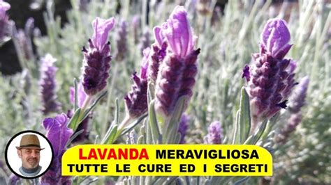 Quando Piantare La Lavanda Una Guida Completa Per Il Giardinaggio