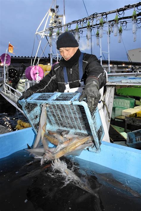 江差でヤリイカの豊漁続く 2月漁獲量、前年同月10倍：北海道新聞デジタル