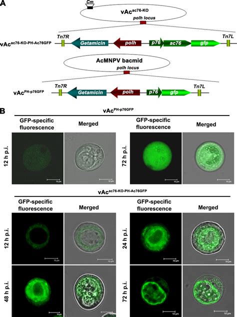 Subcellular Localization Of The Ac76 Gfp Fusion Protein In Sf9 Cells