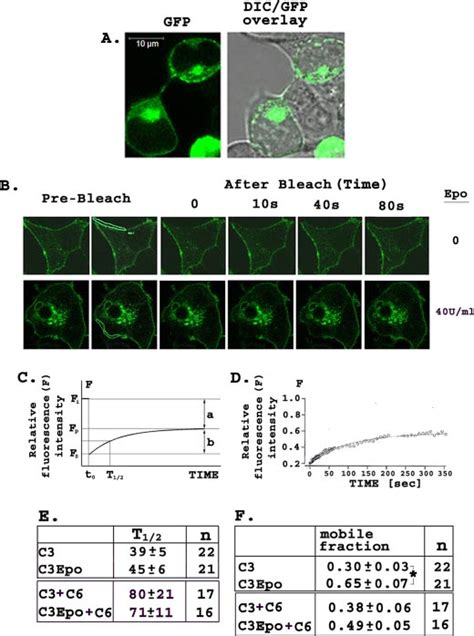 Frap A Localization Of Gfp Trpc In Hek T Cells Transfected With