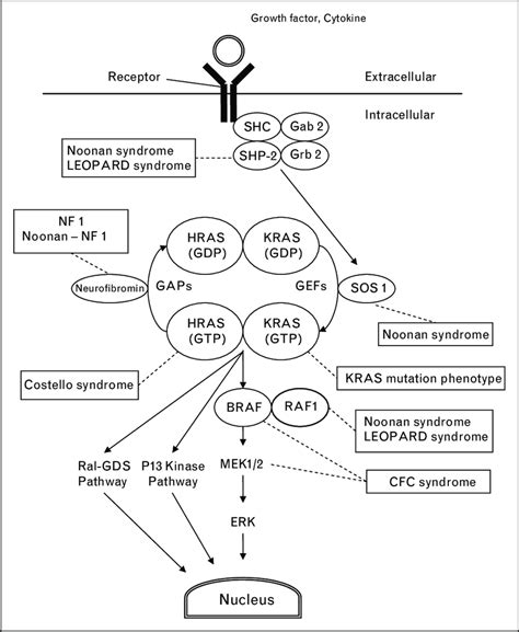 Diagram Of The Mitogen Activated Protein Kinase Signaling Pathway