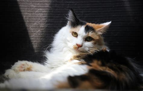 Melhor Remedio Para Imunidade Infantil - Calico Cat · Free Stock Photo