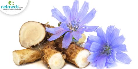 Kasani Chicory Uses Benefits Effects On Doshas Dosage Side