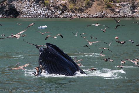 Humpback Whale Megaptera Novaeangliae Lunge Feeding Flickr