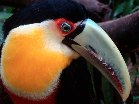 Red-breasted Toucan Delight | Featured Creature