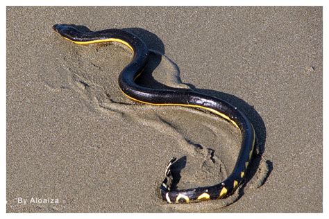 Pelagic Sea Snake