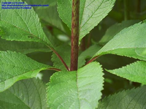 Plantfiles Pictures Sweet Joe Pye Weed Eupatorium Purpureum By