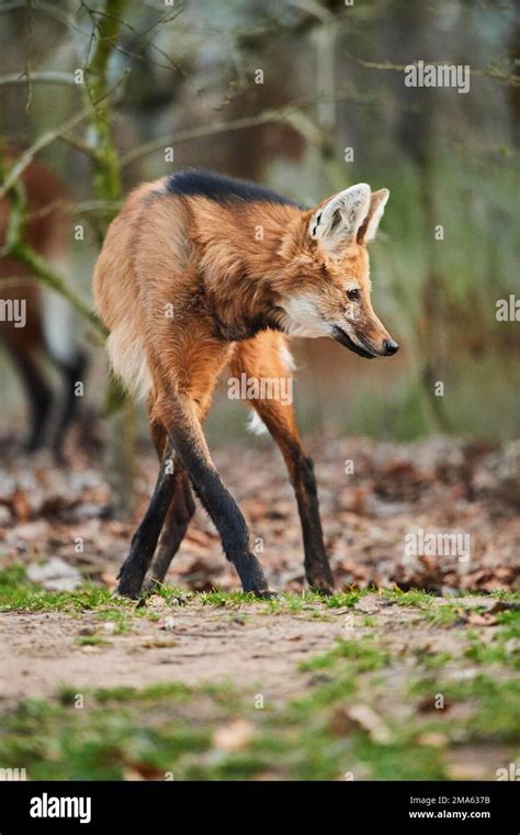 Maned Wolf Chrysocyon Brachyurus Walking Bavaria Germany Stock