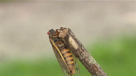 Rare Cicada Emergence Happening In 2024