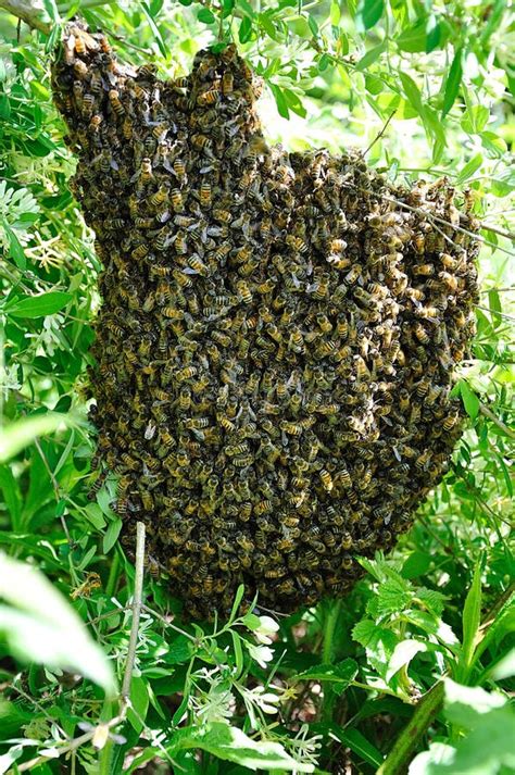 Honey Bee Swarm stock image. Image of cerana, honeybee - 14492613