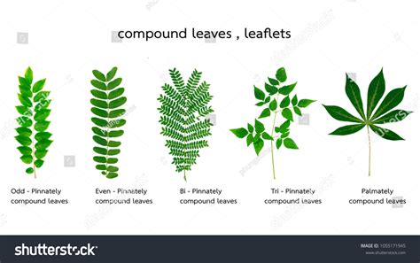 979 Pinnately compound leaves Images, Stock Photos & Vectors | Shutterstock