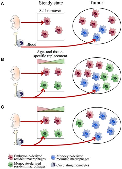 Frontiers Ontogeny Of Tumor Associated Macrophages