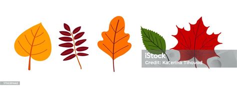 Set Of Illustrations Of Colorful Autumn Leaves Stock Illustration