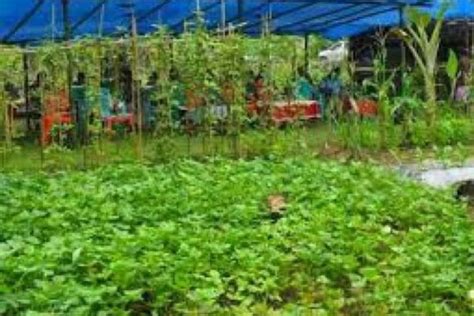 DPKP Biak 2024 Siapkan Bantuan Alsintan Untuk Petani OAP ANTARA News