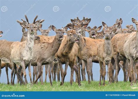 Herd Of Deer Stag With Growing Antler Grazing The Grass Close Up Stock