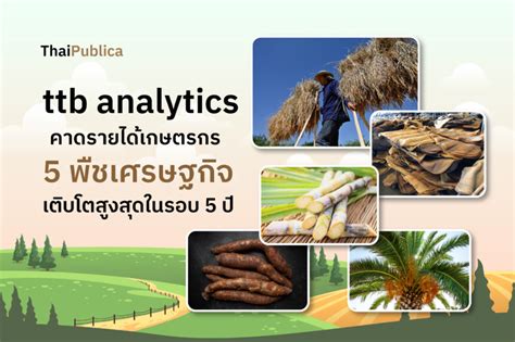 Ttb Analytics คาด 5 พืชเศรษฐกิจปี 65 สร้างรายได้เกษตรกร 886 แสนล้านบาท สูงสุดรอบ 5 ปี