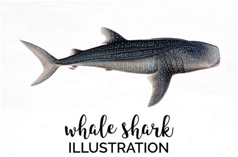 Whaleshark Images Stock Photos D Objects Vectors Clip Art