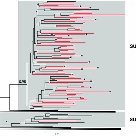 Maximum Likelihood Phylogenetic Tree Of Hiv 1 Pol Prrt Sequences