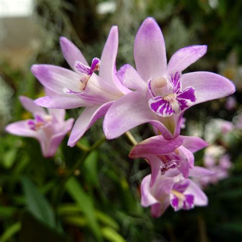 Dendrobium Kingianum Orqu Dea Ex Tica Desc Brela