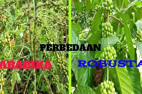 Perbedaan Daun Kopi Arabika Dan Robusta Versus Beda