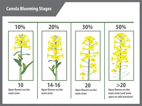 Sclerotinia Stem Rot Canola Encyclopedia