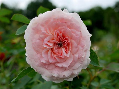 Купить Роза Морден Блаш (Morden Blush) — АС-Клематис