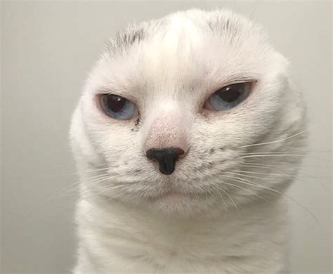 Meet The Stunning Earless Senior Cat Who Is The Purrfect Emotional