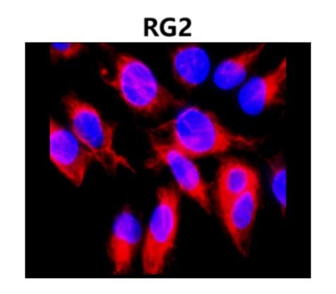 Cytoskeletal Marker Antibody Panel IRAP5009 IReal Biotechnology Inc