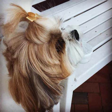 Gold Shih Tzu: A Guide To Shih Tzu Colors And Coat Care