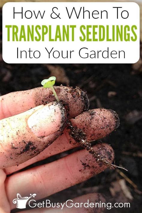 Transplating Seedlings How When To Transplant Seedlings Artofit