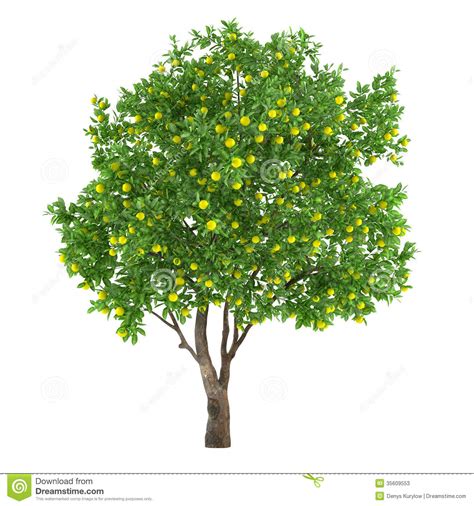 Lime tree clipart - Clipground