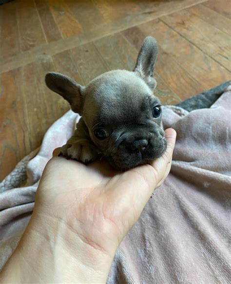 Holly Jolly Female French Bulldog Puppy