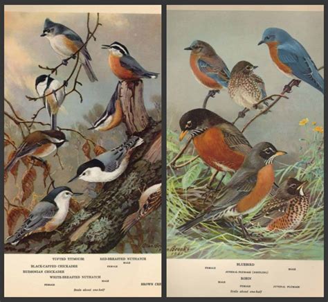 downtime with the birds: courses and sightings - A Way To Garden