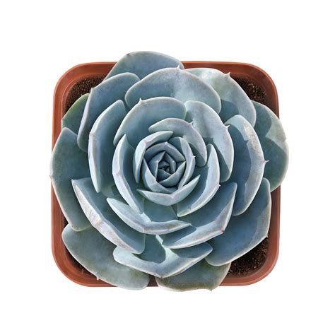 Echeveria Runyonii Rose Ex Walther Thenextgardener