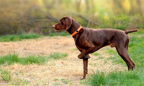 Perro De Caza CaracterÍsticas Y Nombres Cuidados Y Nombres Para Tu