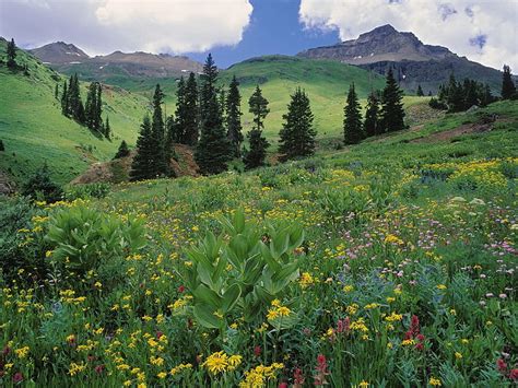 Campo de flor amarela e vermelha prado verdes grama flores árvores