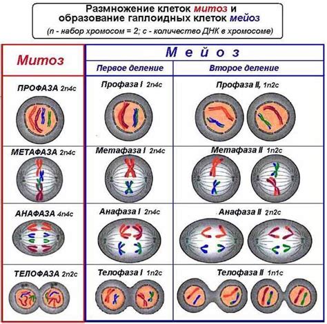 в какой период митоза хромосомы выстраиваются по экватору клетки ...